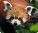 21-04-red-panda-1