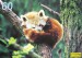 60526-C 60 d Panda cervena