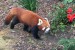 zoo-red-panda-02